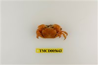 藏品(絨毛折顎蟹)的圖片